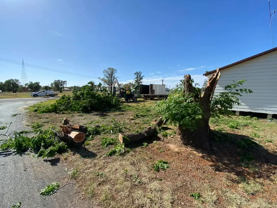 emergency tree services hamilton