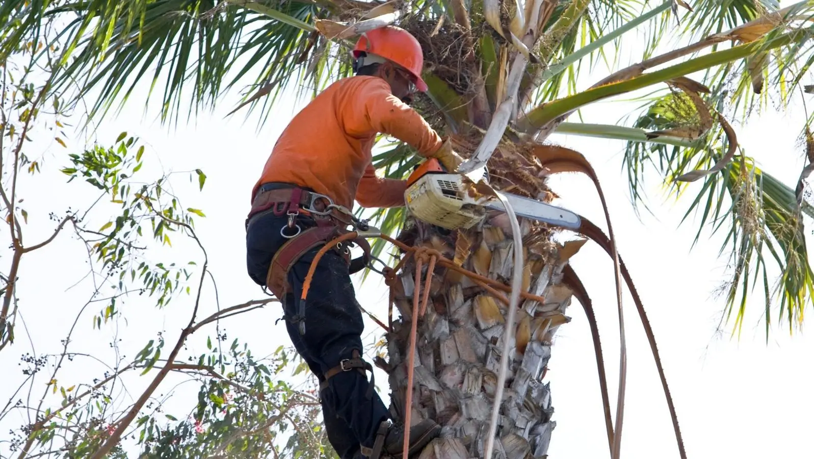 hamilton palm pruning