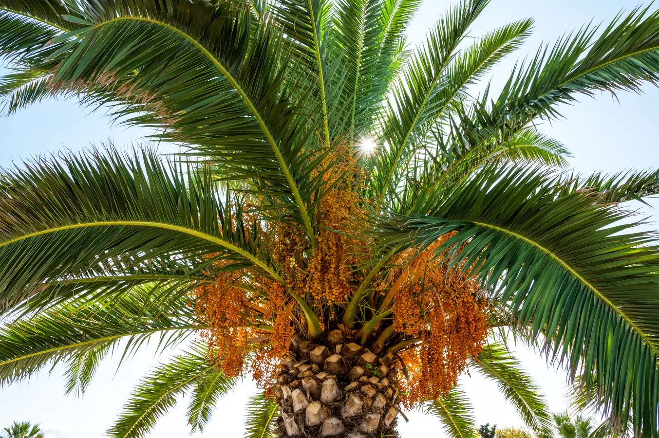 palm pruning hamilton