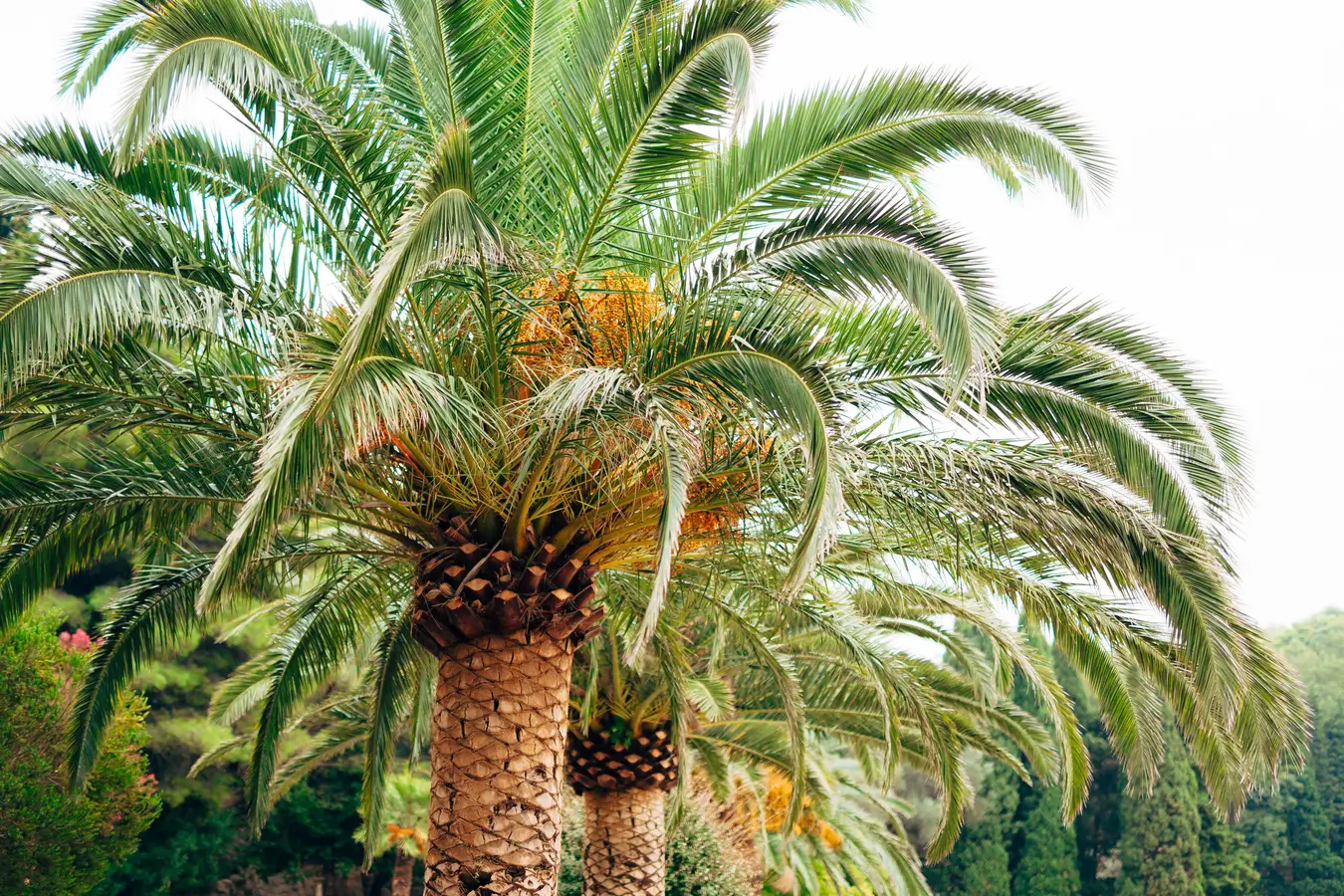 palm removal hamilton