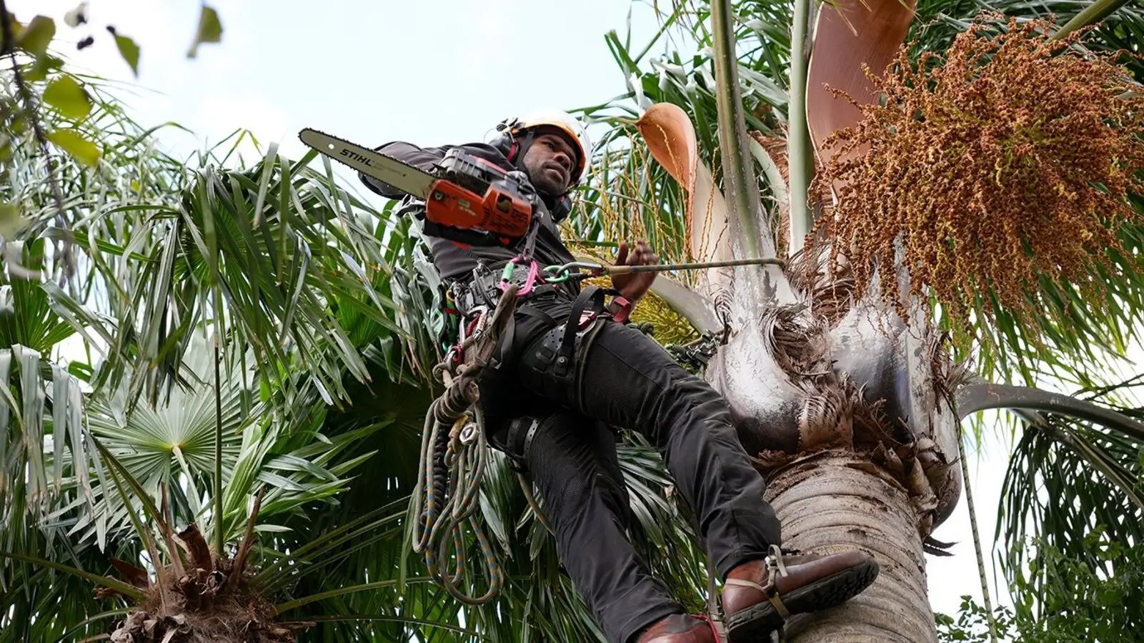 palm tree removal cost nz