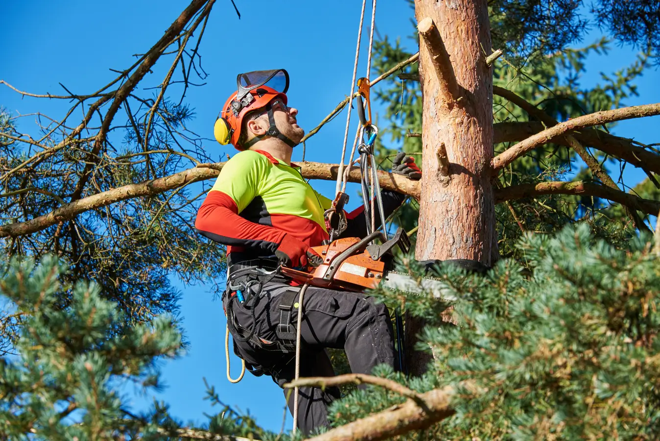 tree arborist brisbane
