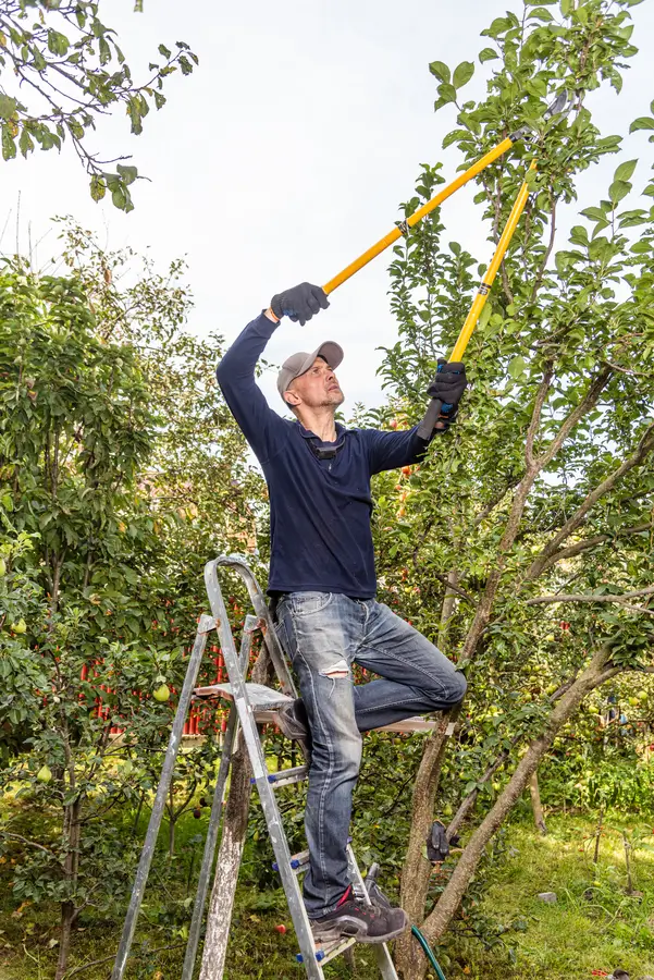 tree pruning hamilton