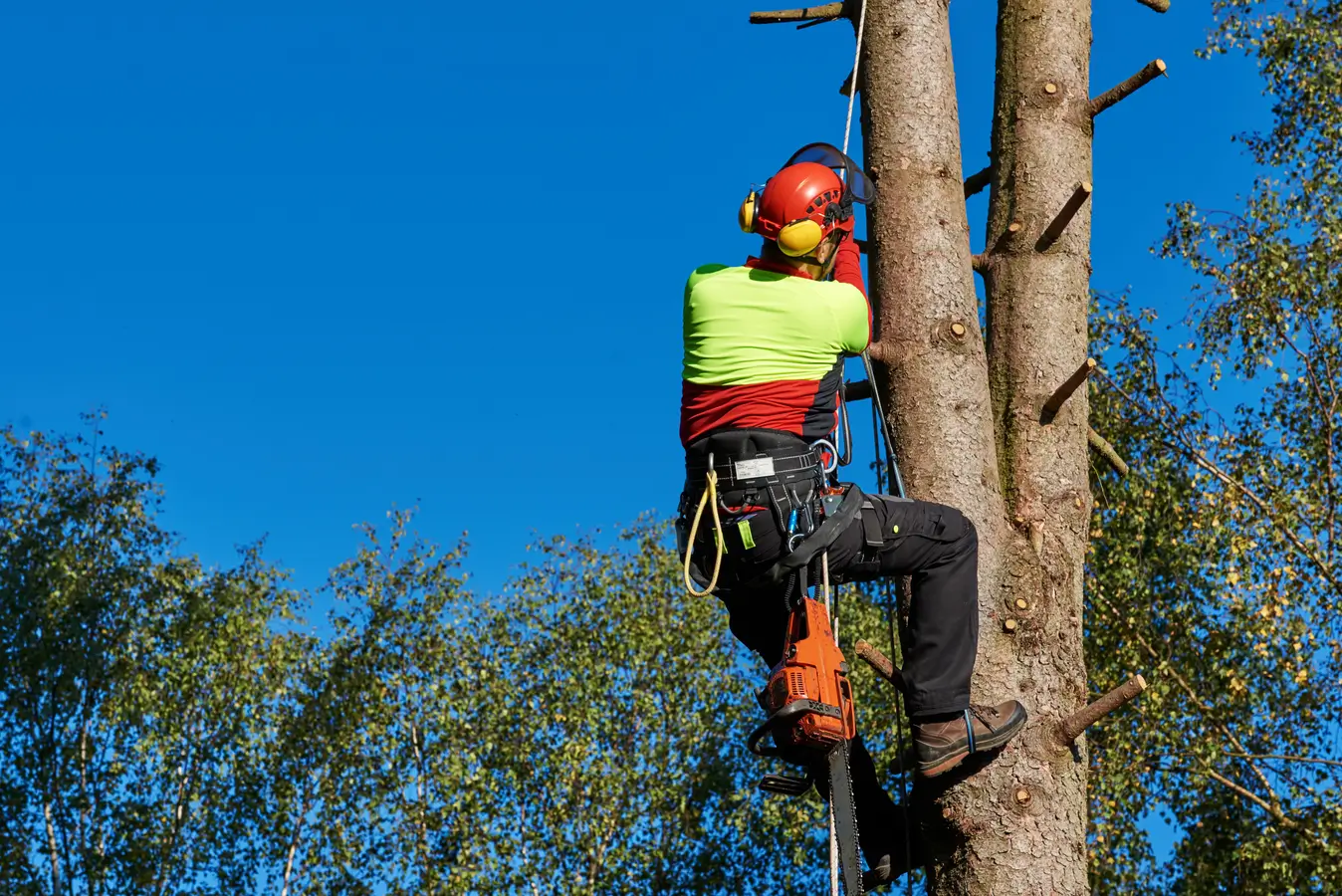 tree removal cost hamilton
