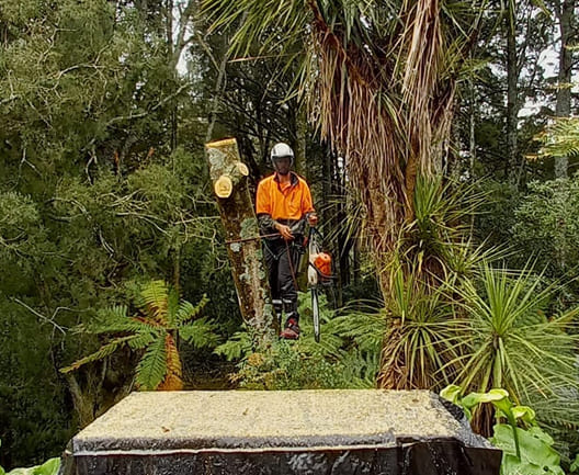 tree removal hamilton nz