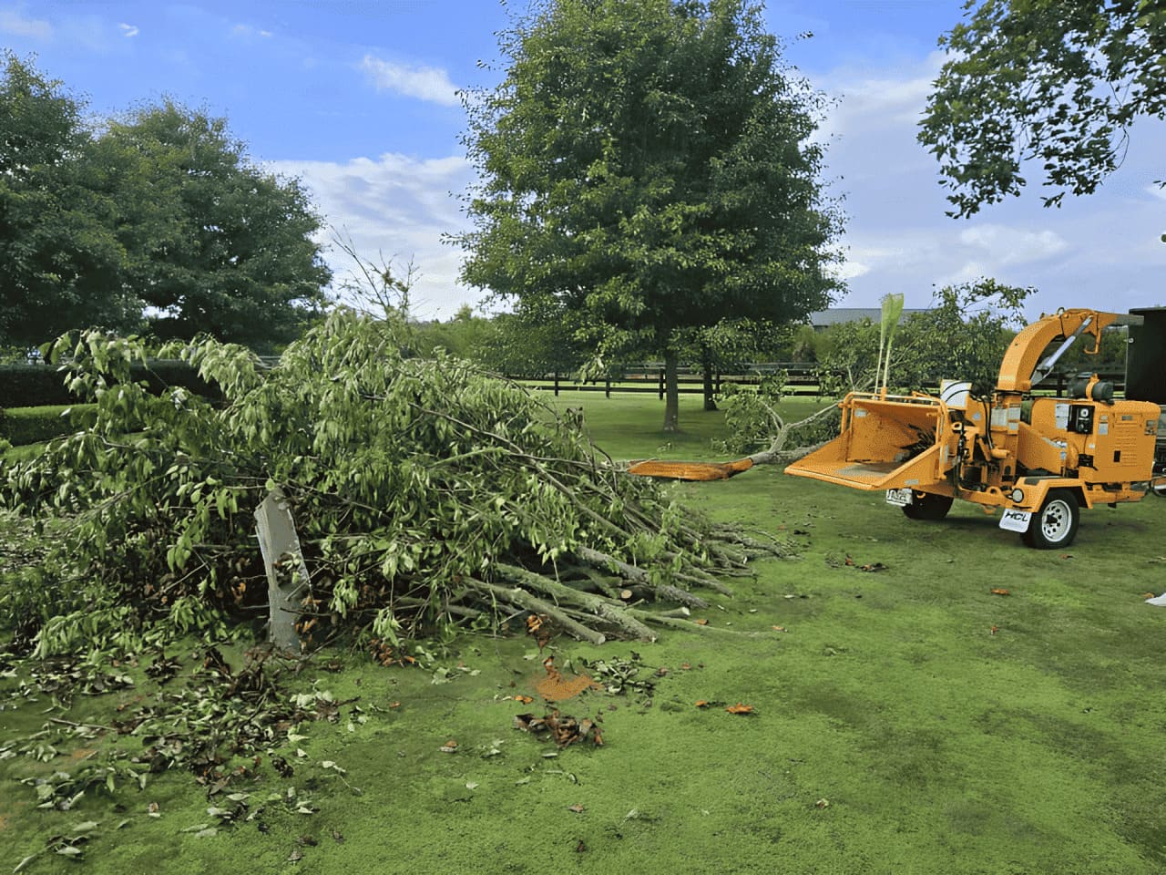 tree removal hamiton