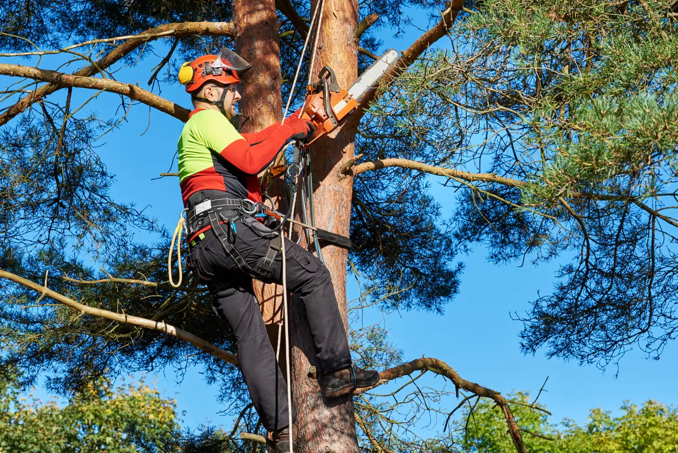 tree removal services hamilton
