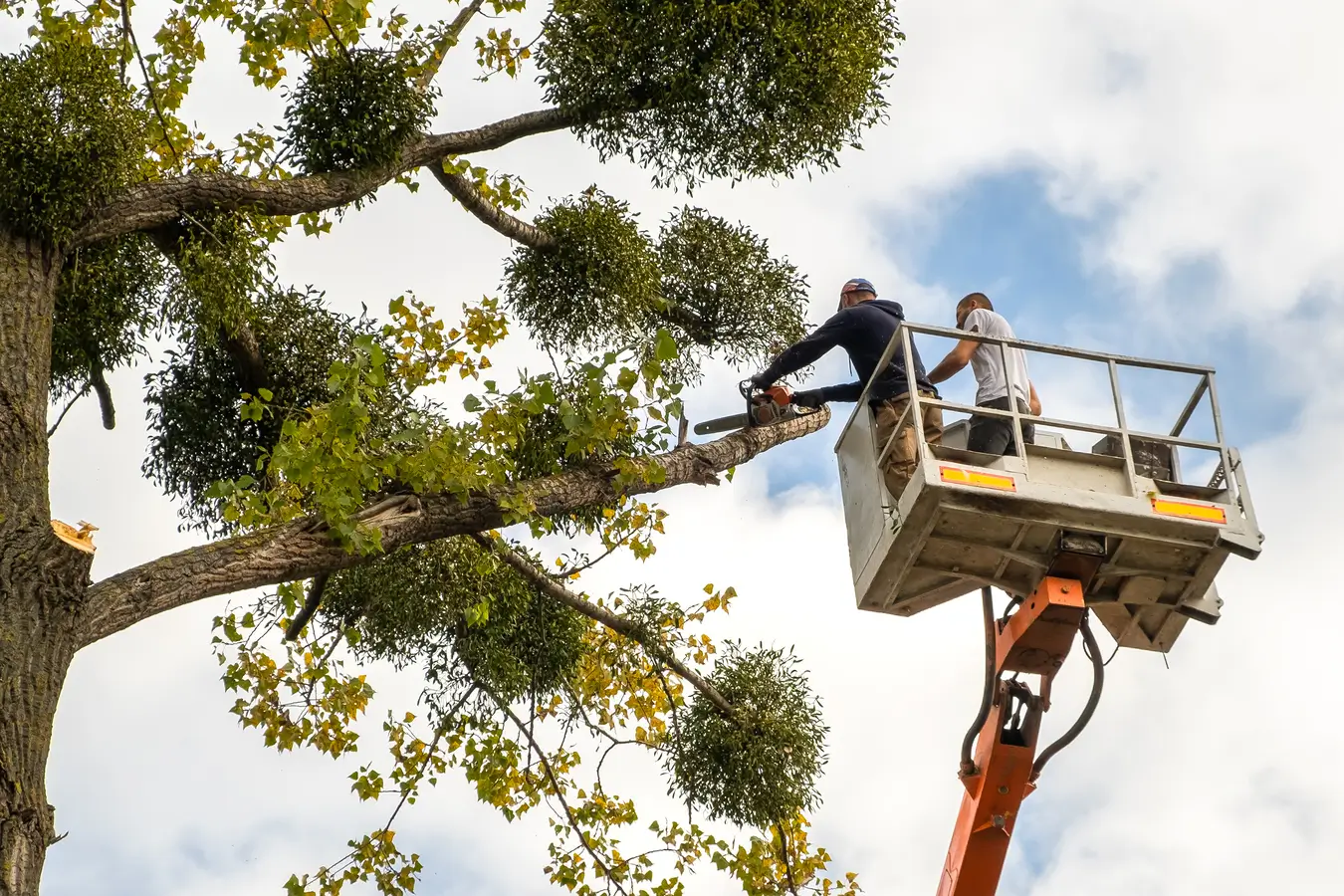 tree trimming services hamilton