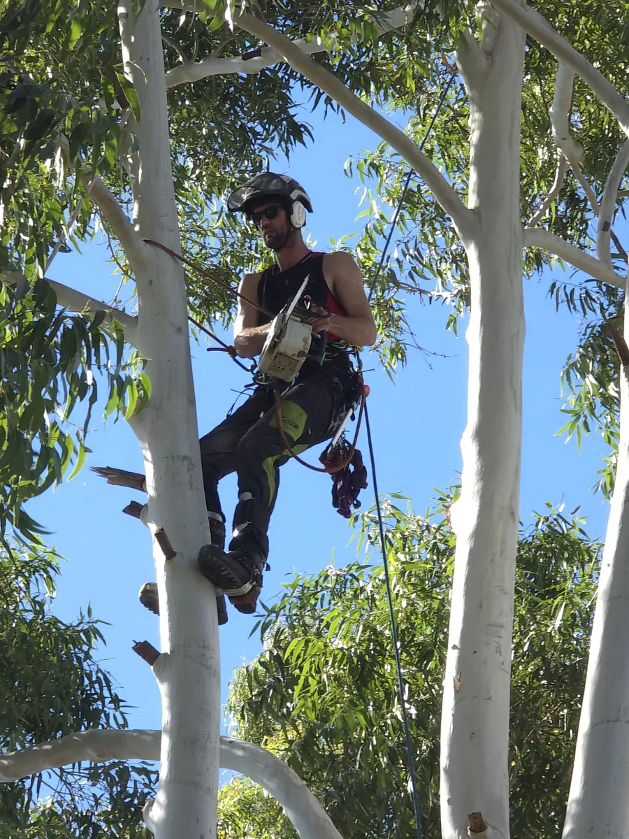 tree pruning
