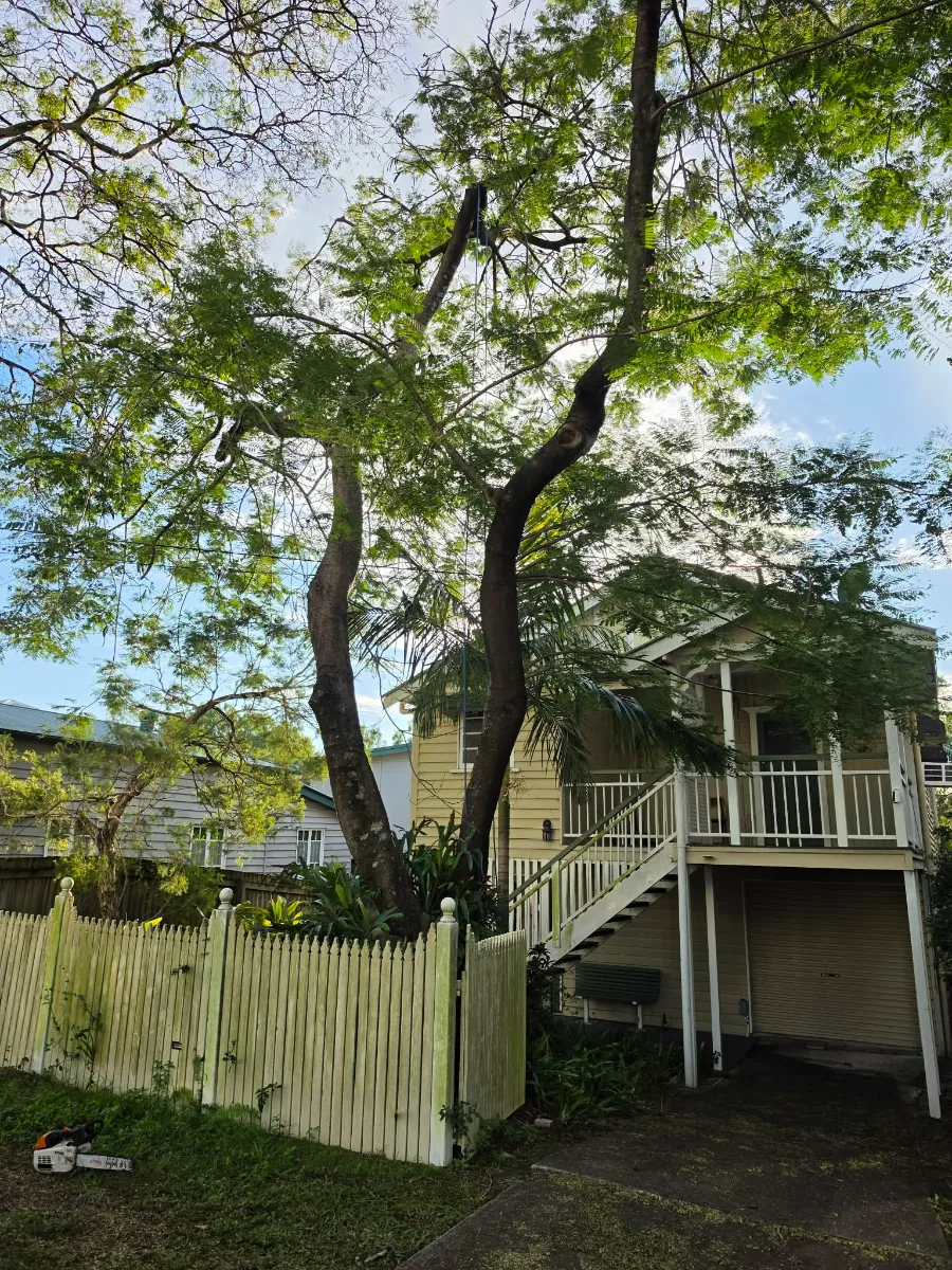 tree removal brisbane 2