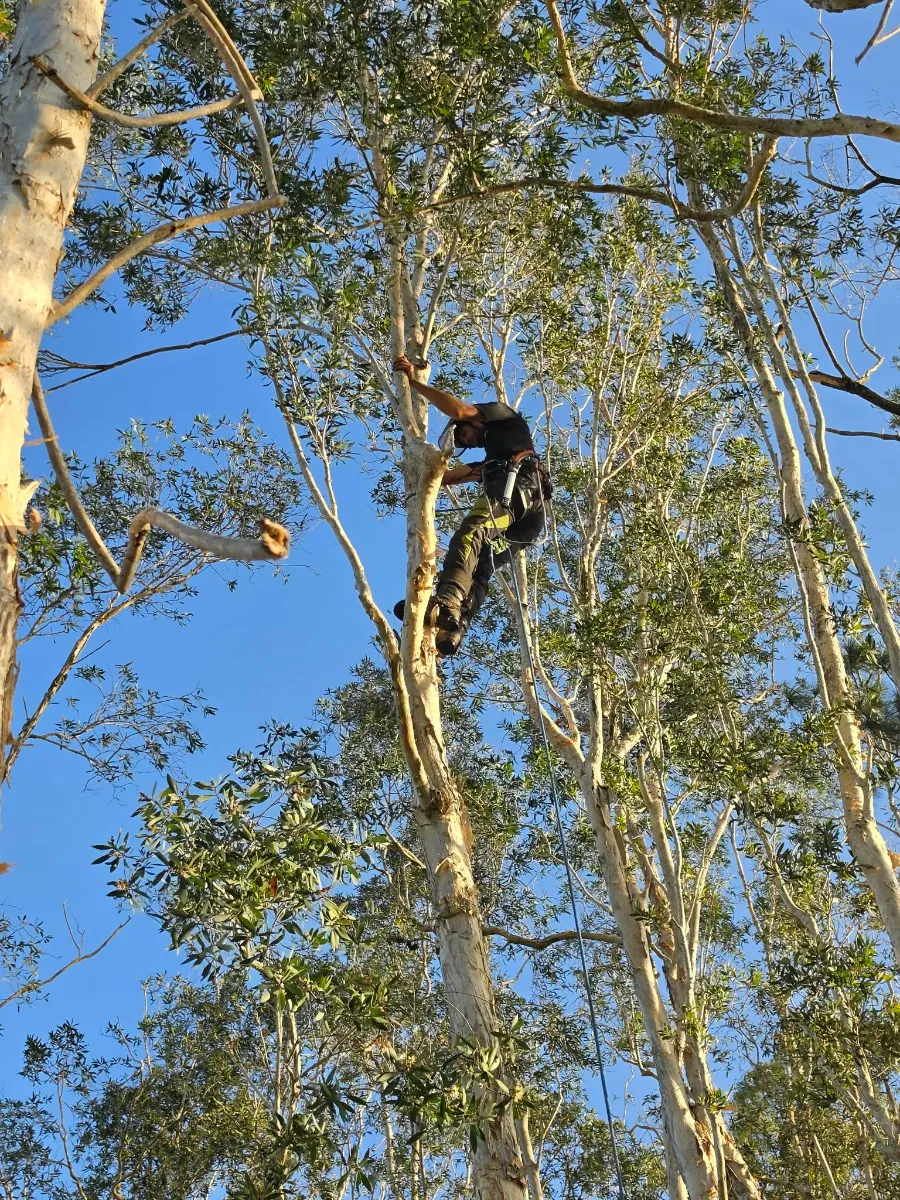 tree removal brisbane